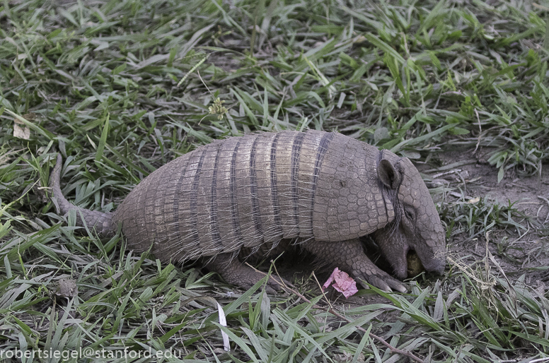 armadillo